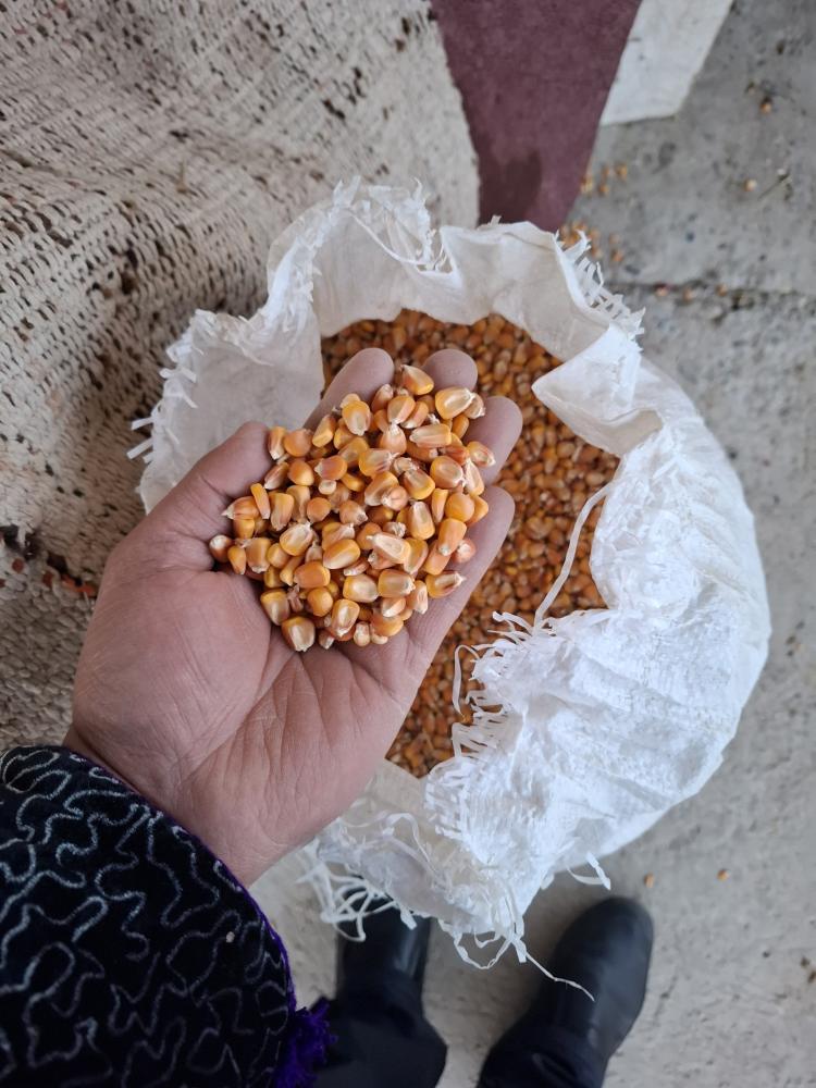 Макка дон 100 тунна