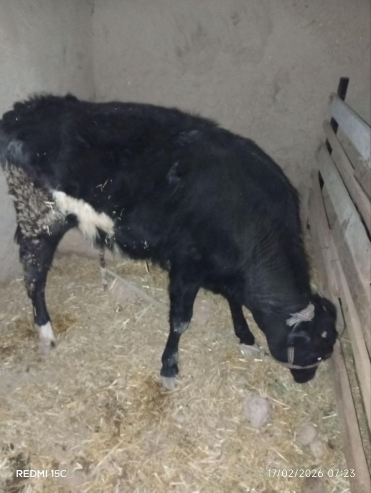 Gʻunonjin bo'yi 1.15m sotiladi