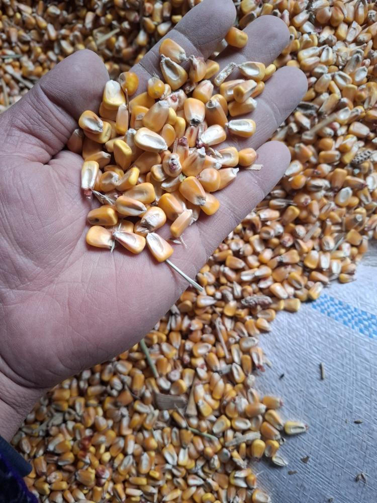 Макка дон 50 т