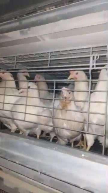 Ломан Сенди несушка товуқлари