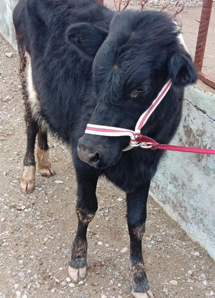 Gʻunonjin buyi 1.16m sotiladi