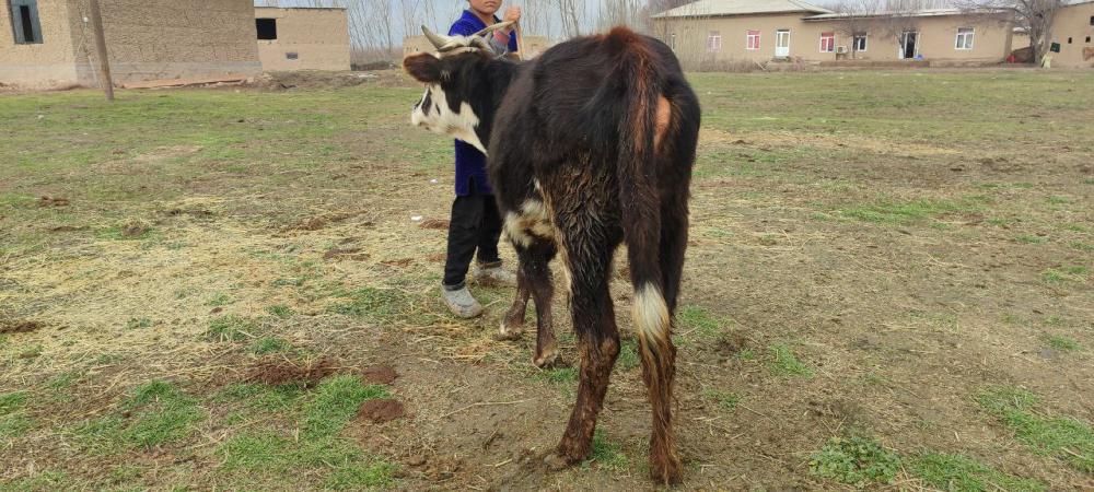 7 oydan oshgan buka sotiladi