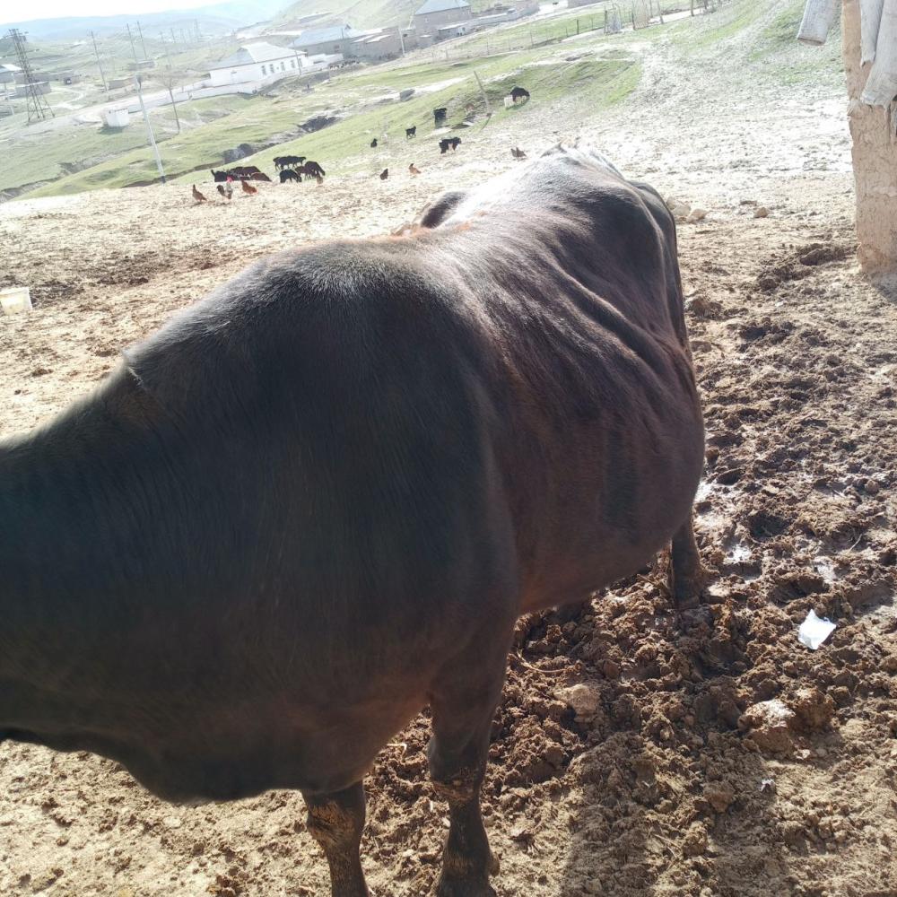 Burdoqi siyir sotiladi