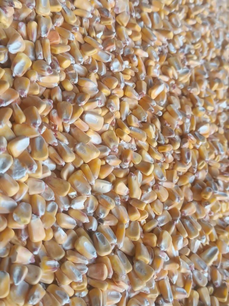 КЗХ Маккажўхори келди