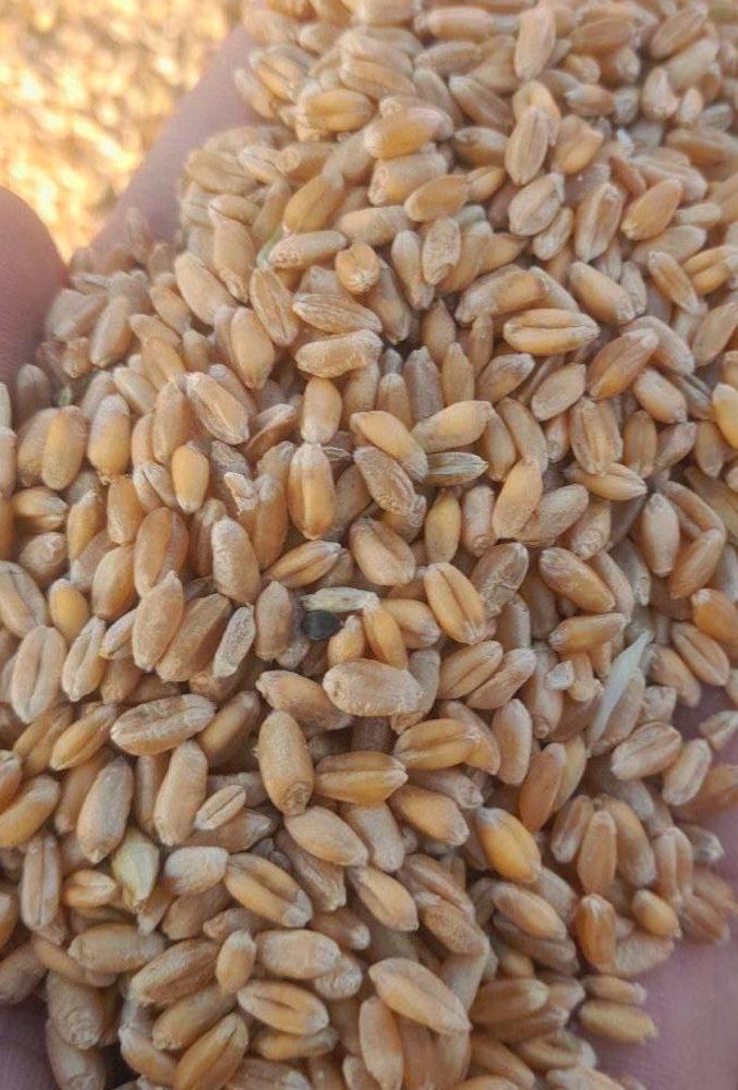 Қозоғистонда қуруқ буғдой