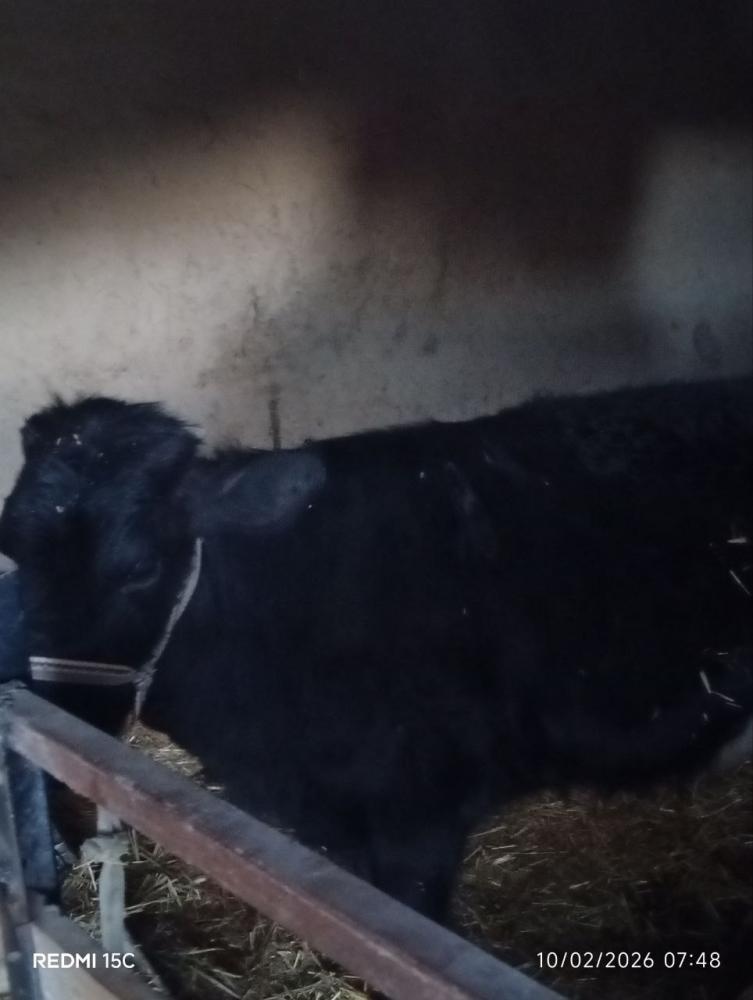 Gʻunonjin sotiladi Qamashi tumani