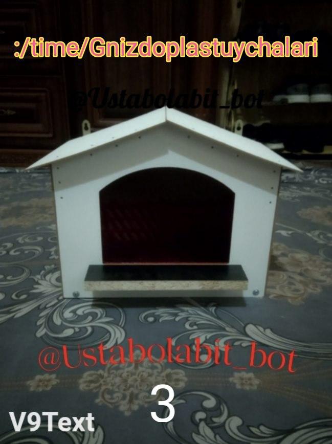 Kaptarlar va yapon tovuqlar gnizolari