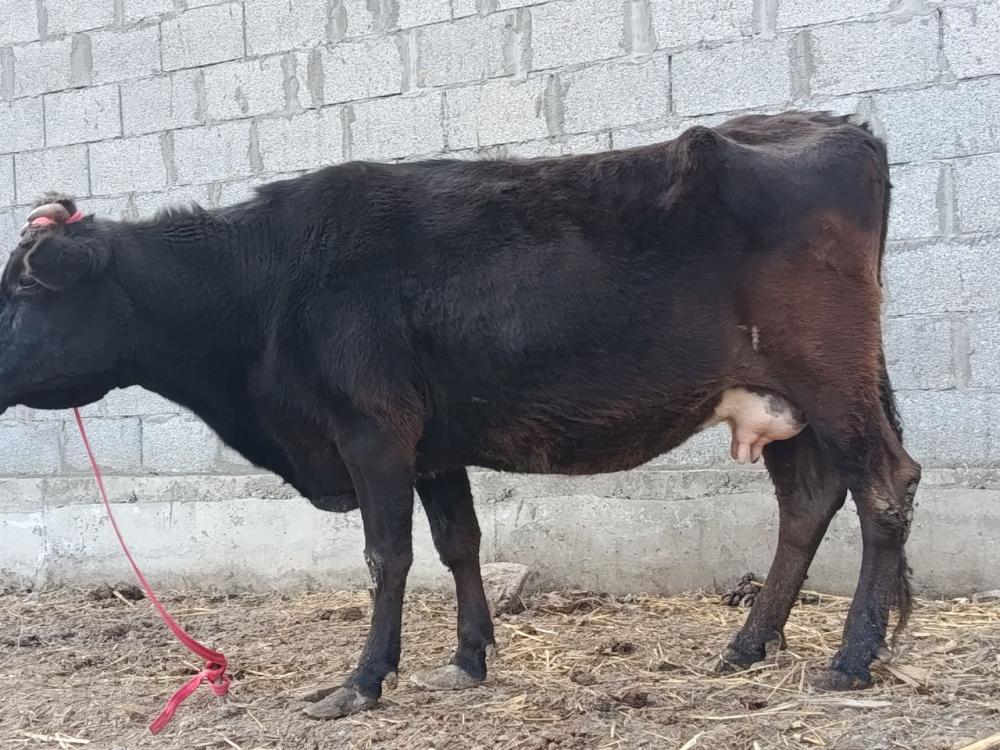 4 oylik boʻgʻoz sotiladi