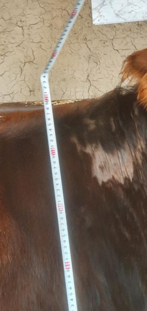 4 oylik boʻgʻoz sotiladi