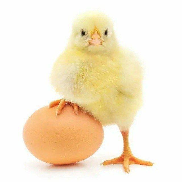 Broiler joʻja