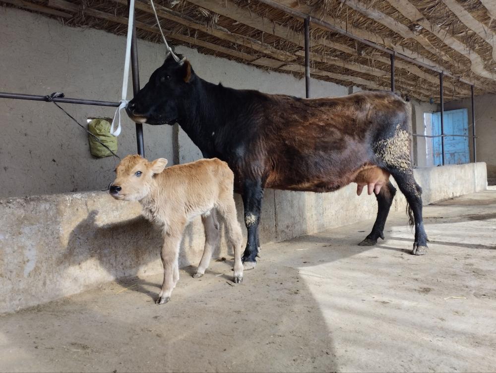 Ona bola sigir sotiladi