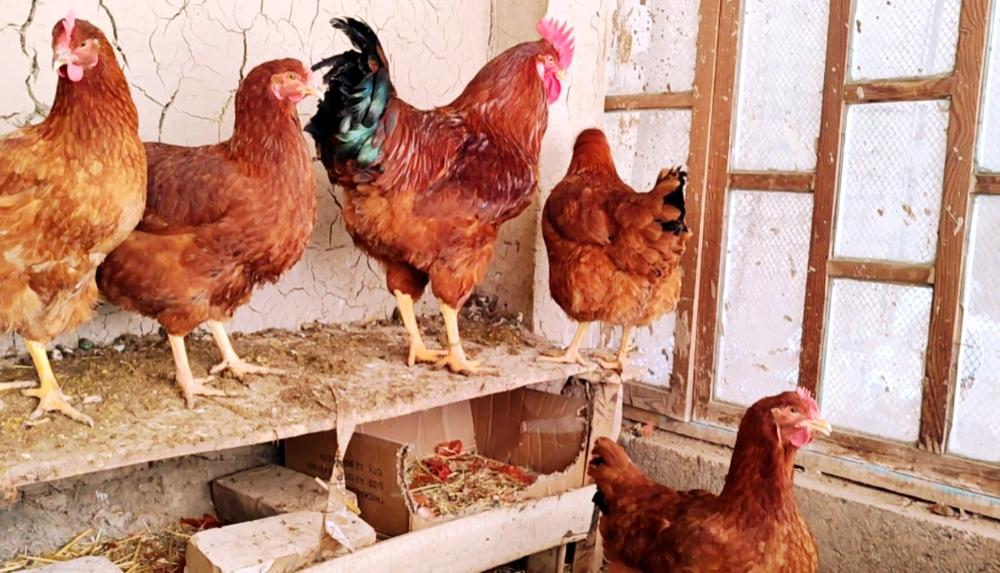 Ханхяп тухумларига заказ