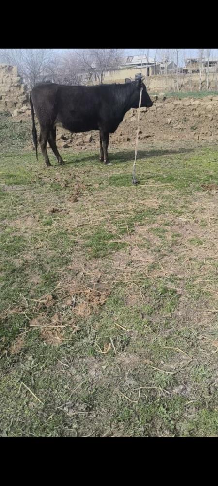 Sotiladi gunajin tuxumi 20 kunda