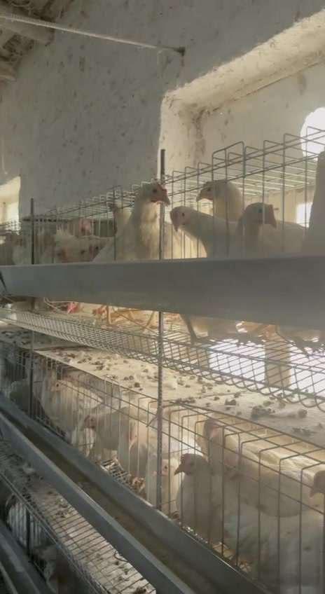 Ломан Сенди несушка товуқлари