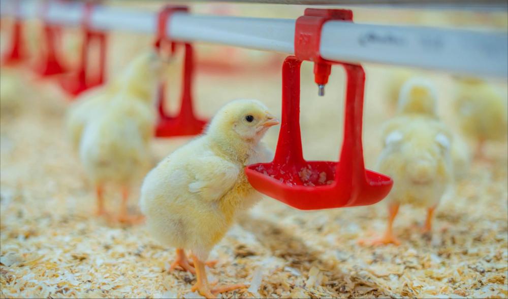 Бройлер ва несушка ускуналари