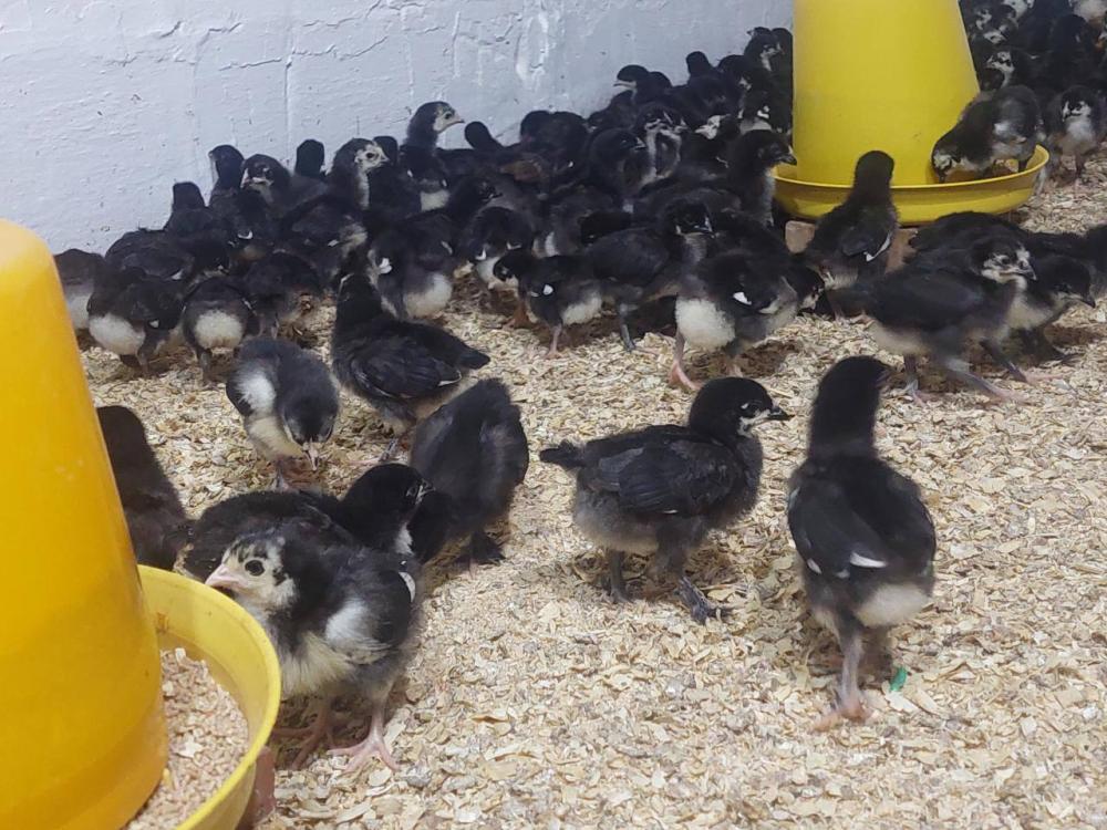 Andijon qora jojalar