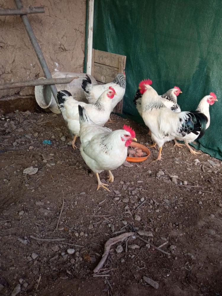 Адлер серибриская тухумлари заказ