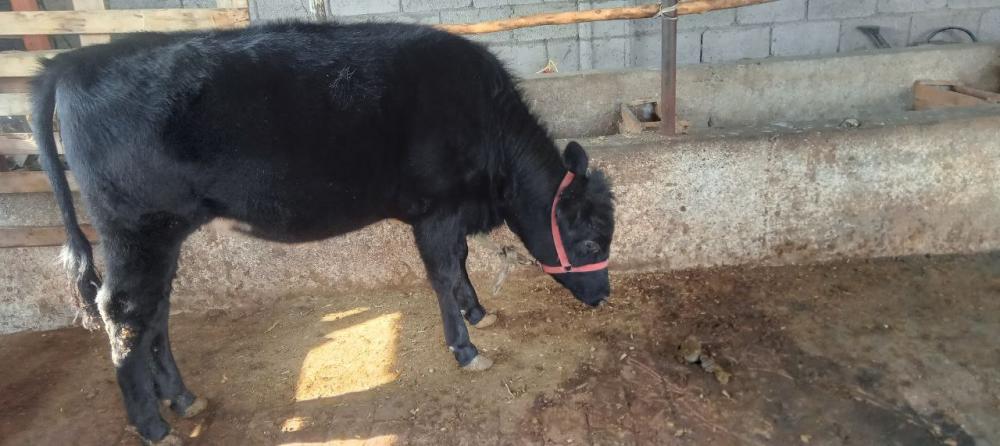 Xunajin 7 oylik, 14 million