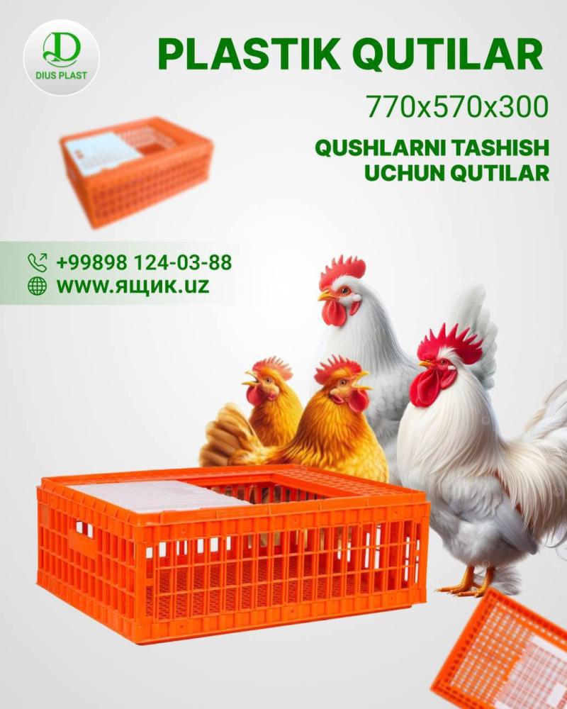 Qush tashish qutisi 8-10 tovuq