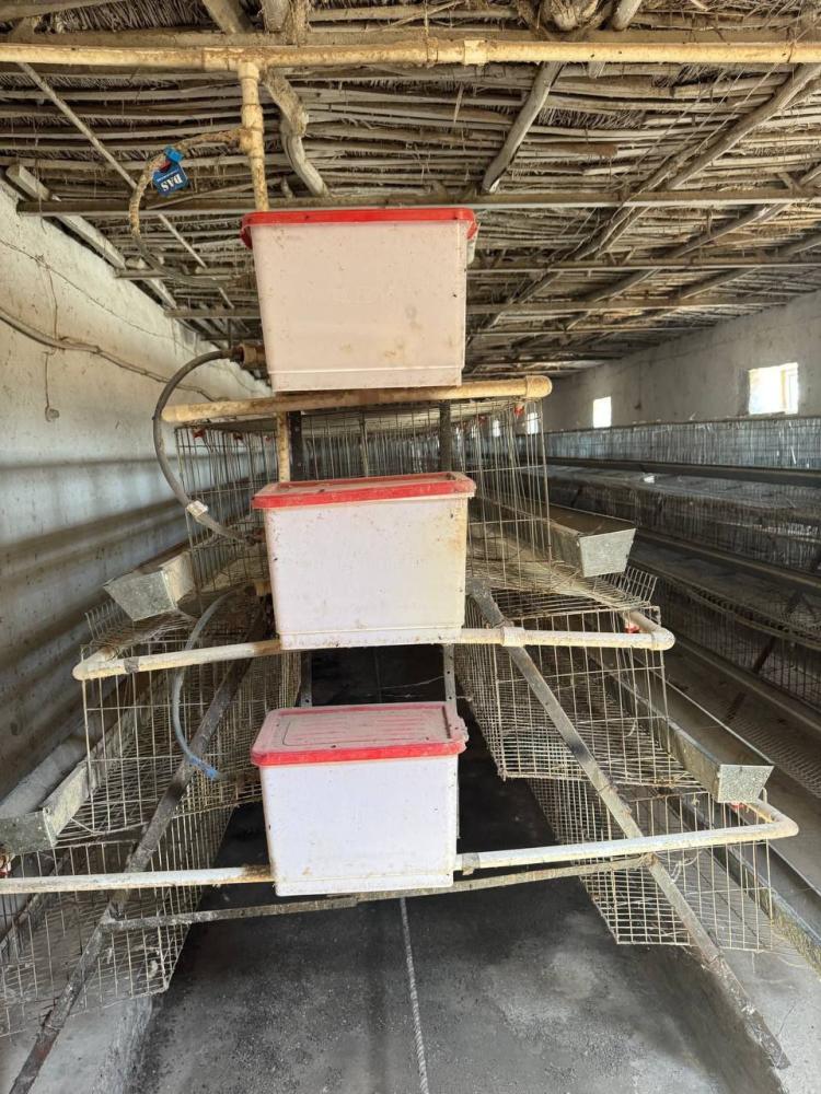 Хитой сетка 96 товуқга