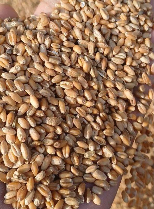 Асакада буғдой 1кг 3400 сум