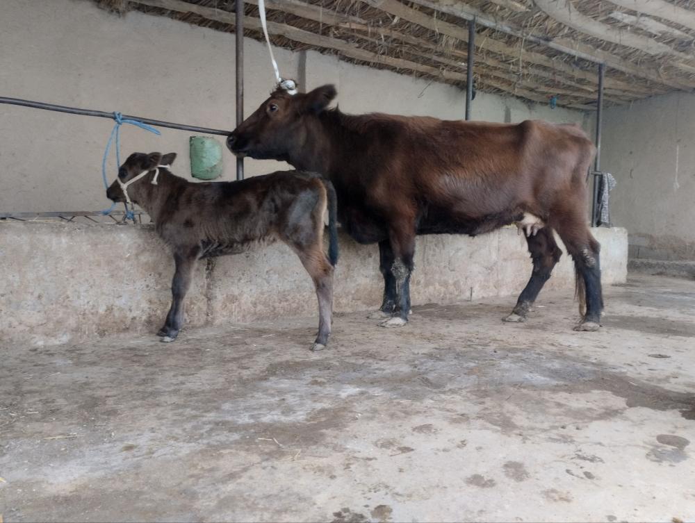 Ona bola sigir sotiladi