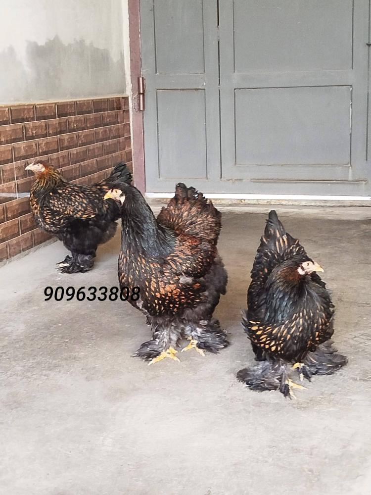 Brama Chorniy Zolota 3 dona tovuq