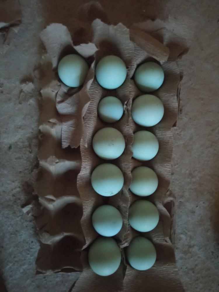 Қора тухумлар сотилади