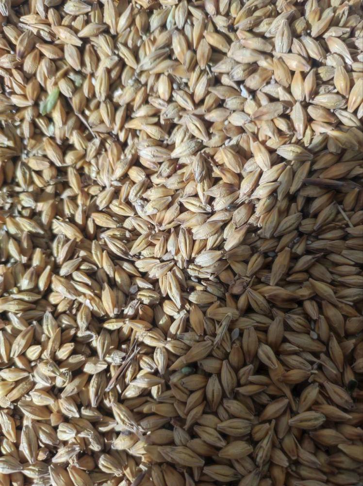 Qozoq arpa qopli quruq