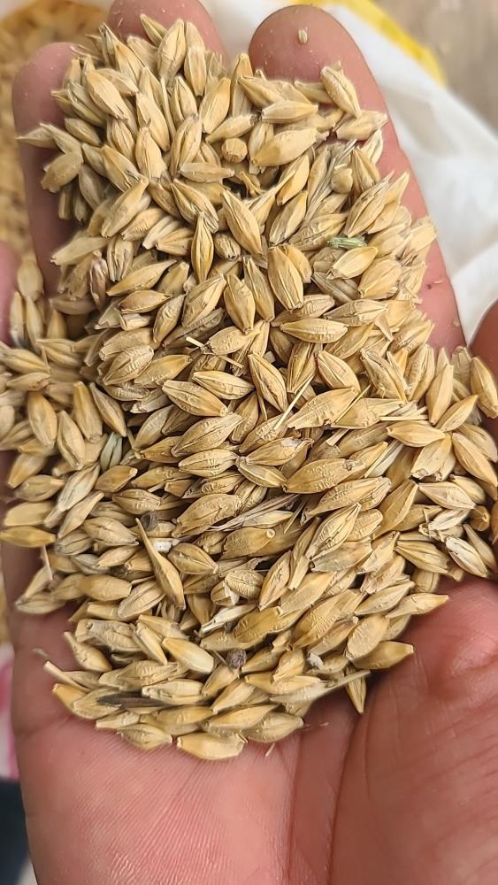 Қопланган сифатли арпа