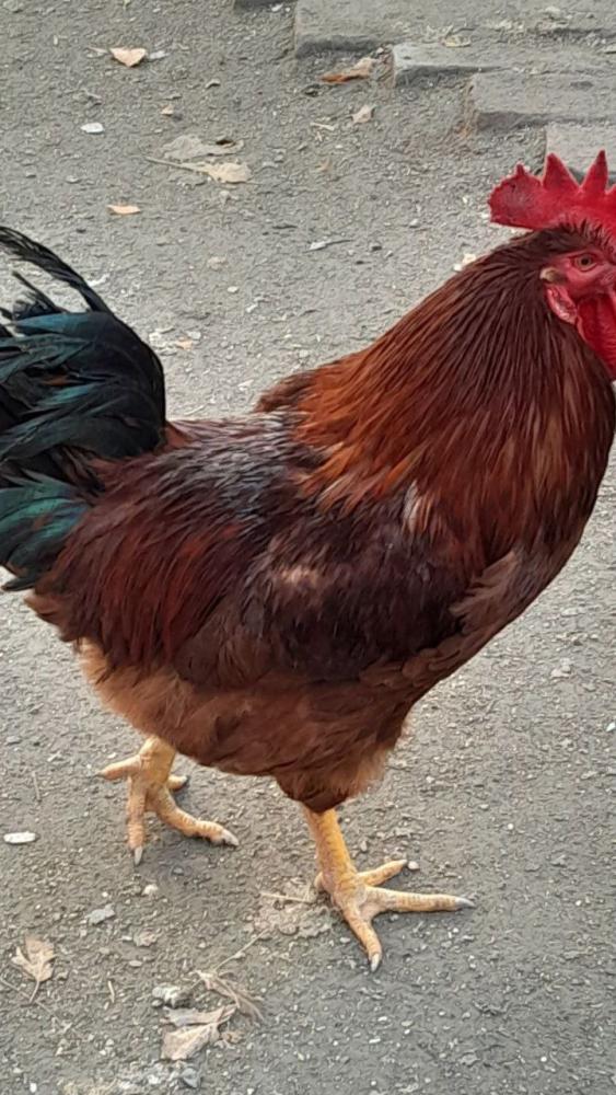 Гўшт йўналишидаги товуқ тухумлари