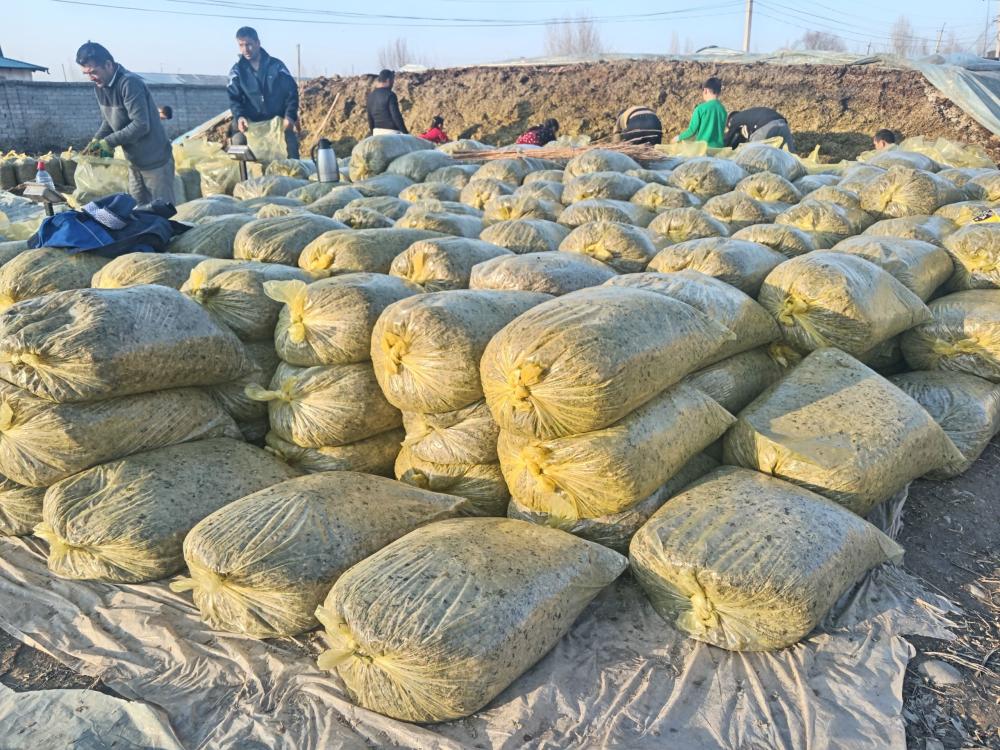 3000 tonnalik makkajo'xori silosi