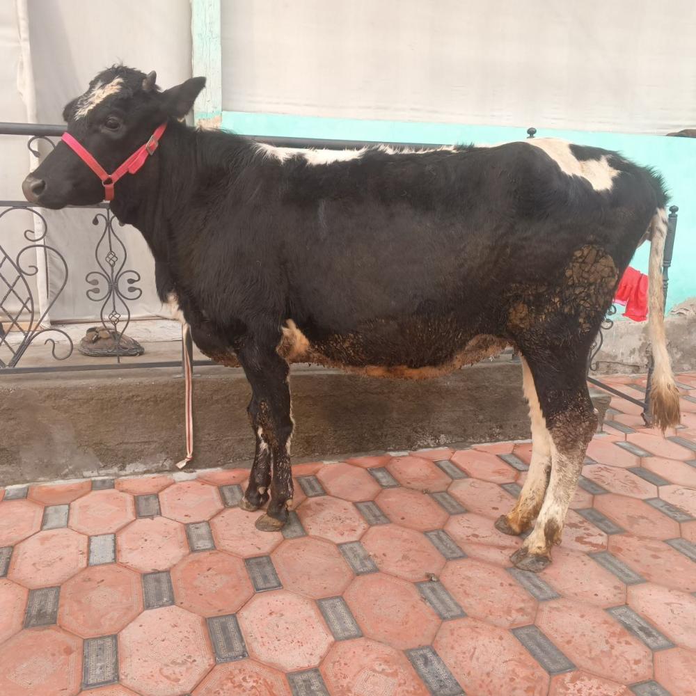 8 ойлик богоз хунажин сотилади