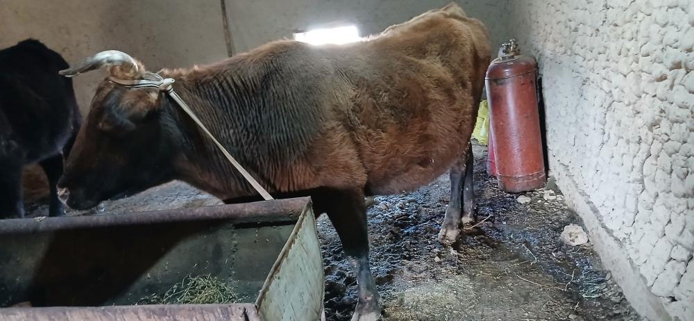 Katta sigir sotiladi 18 mln