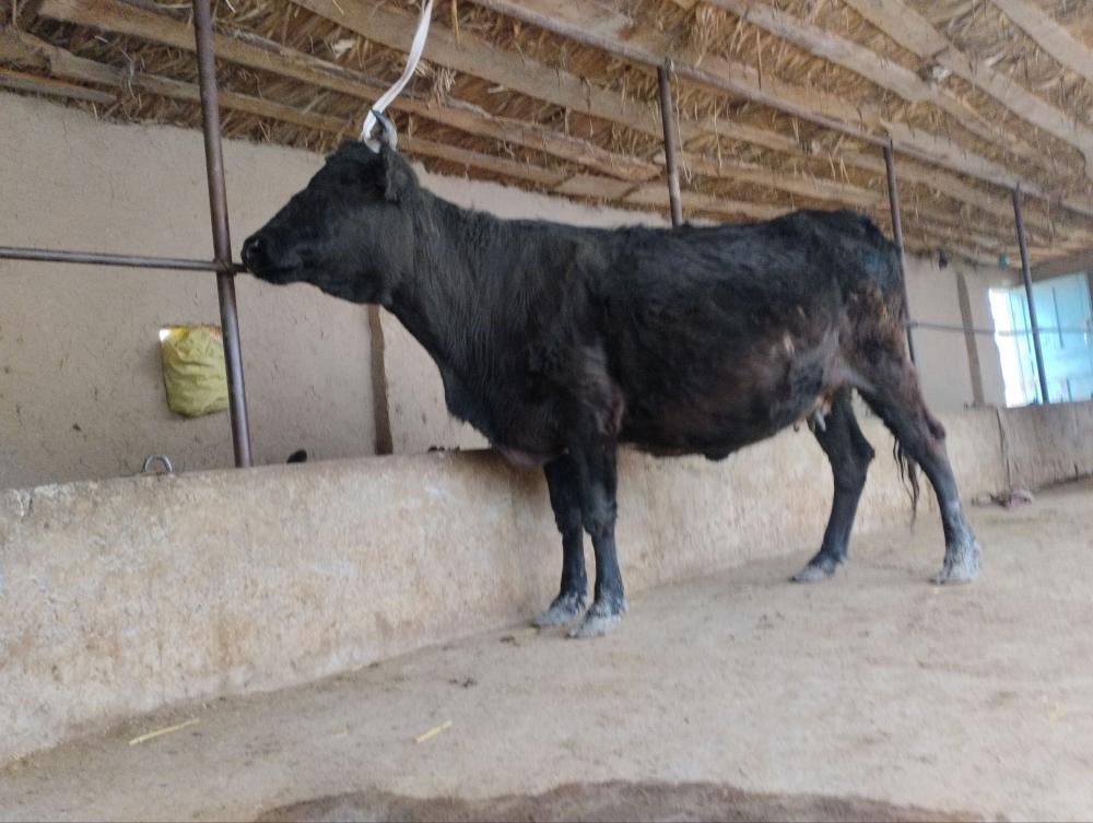 Buğoz sigir 20 kunda tuqadi