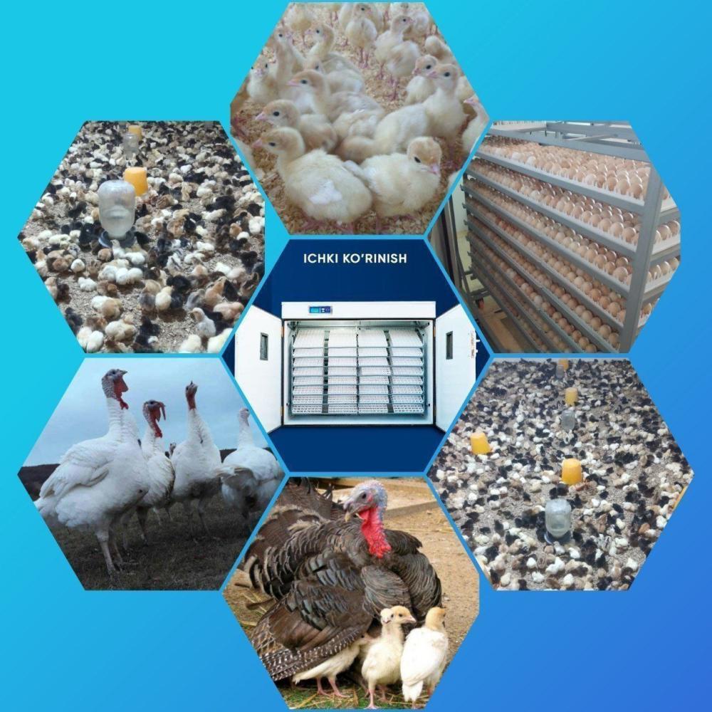 Xonaki (jaydari) tuxumlar