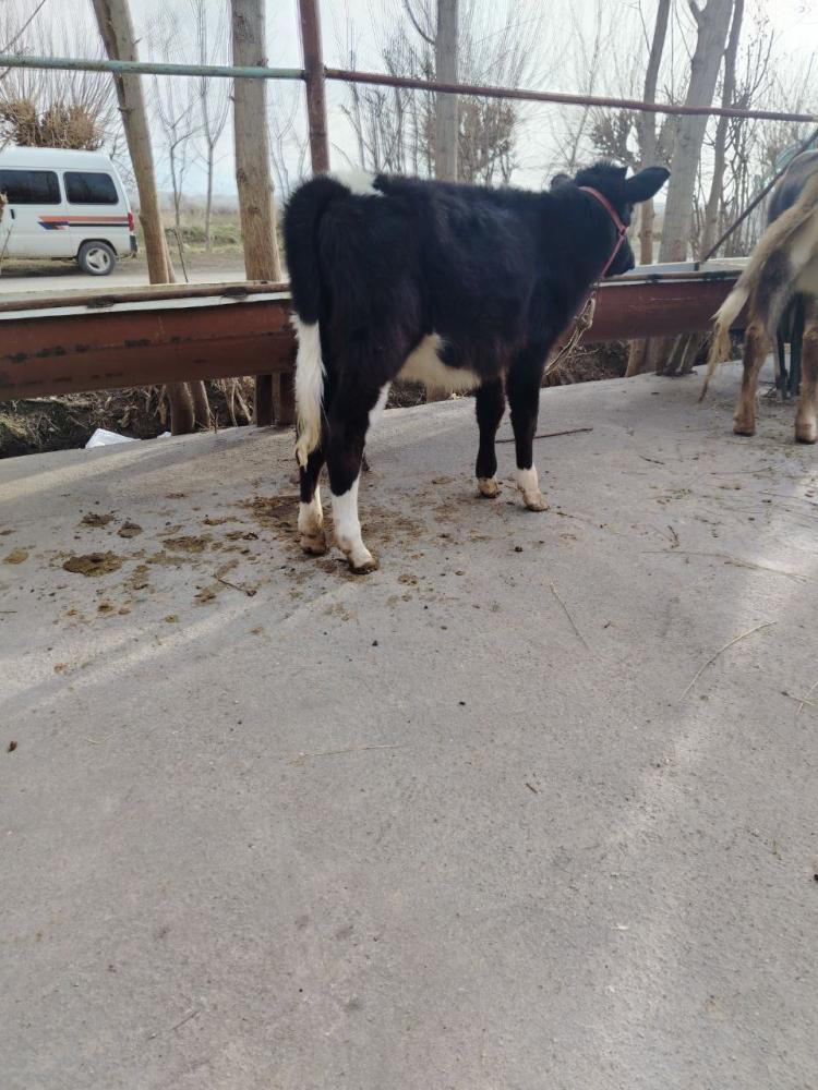 Инглис ала от сотилади