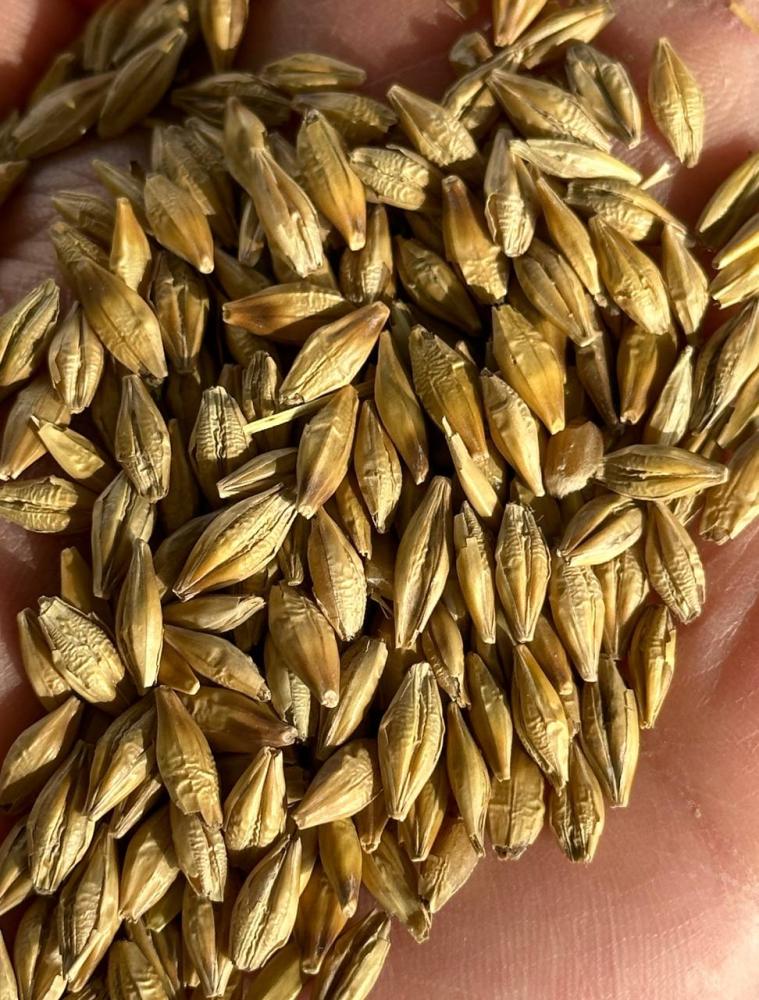 Арпа қопланган 50кг KZ