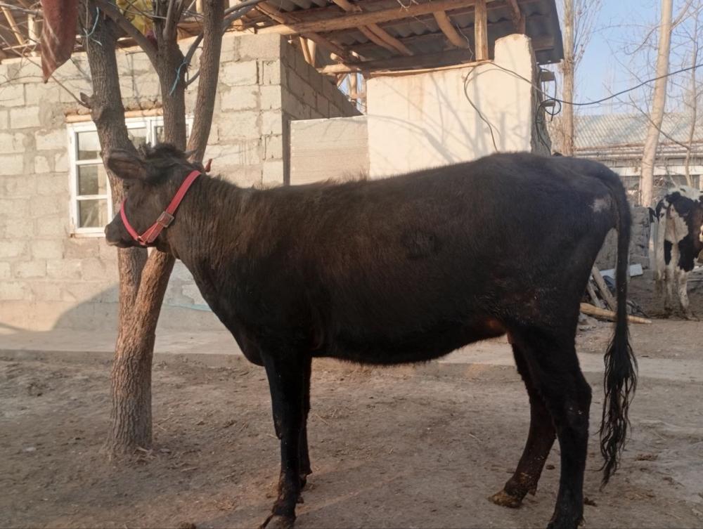 8 ойлик богоз хуножин сотилади