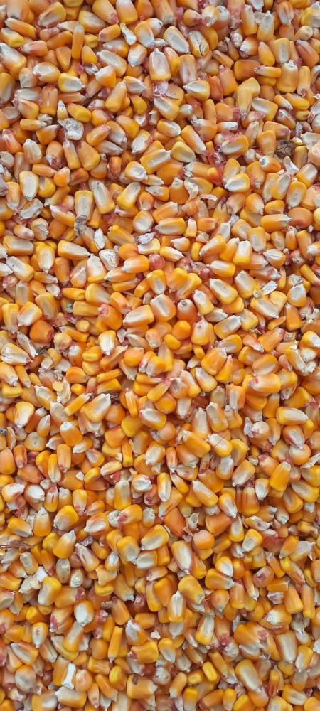 Makka joxori 25 tona