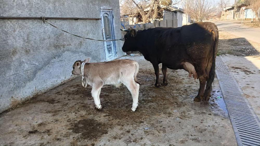 Shevet sigir sotiladi