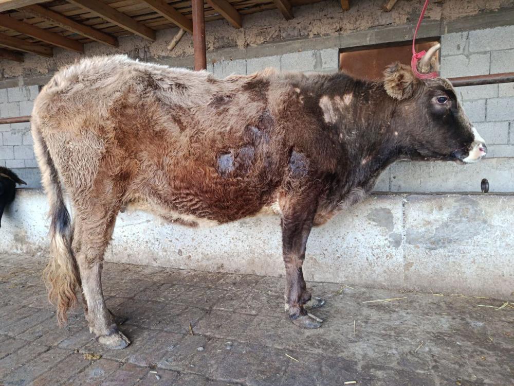 4 oylik nesushka joʻjalar