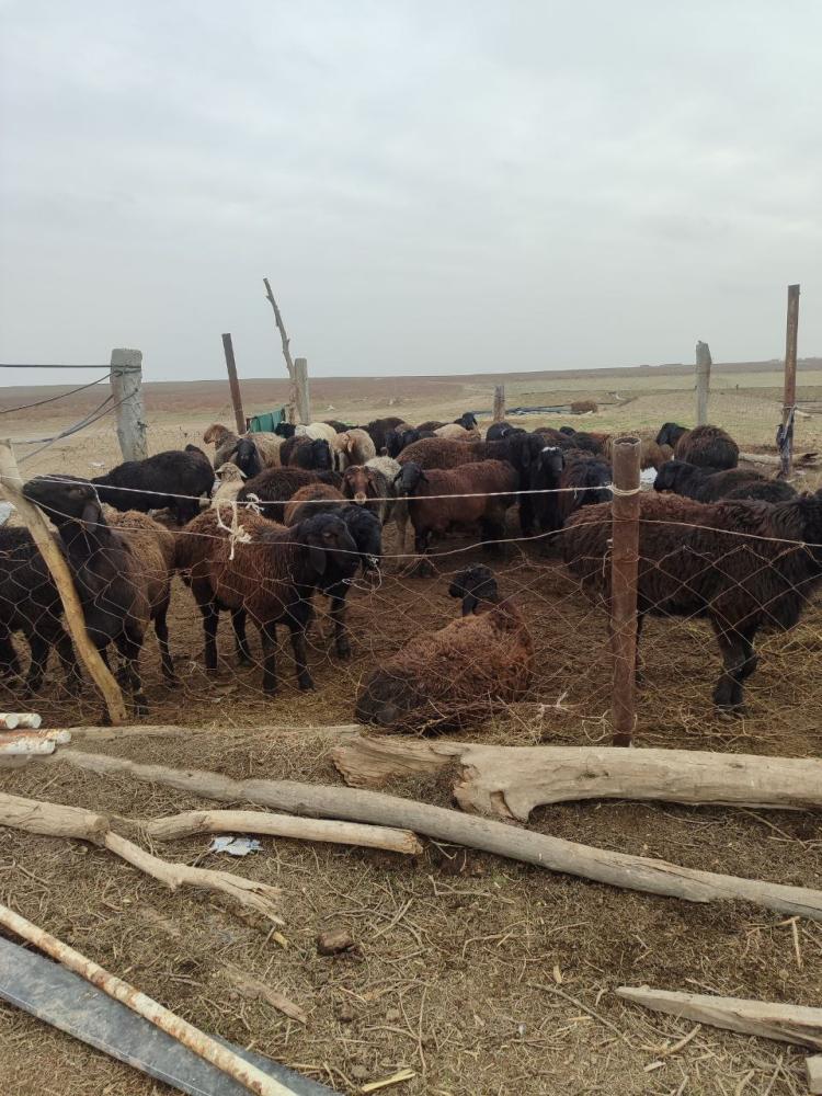 Quzi quchqorlar sotiladi