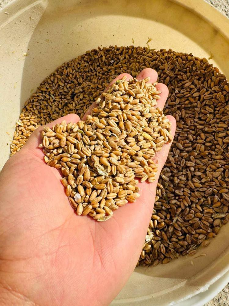 Qozoq bugʻdoy 4-klass toza