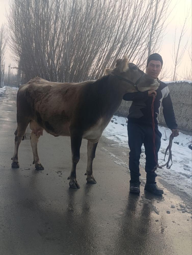 Sutli sigirlar sotiladi