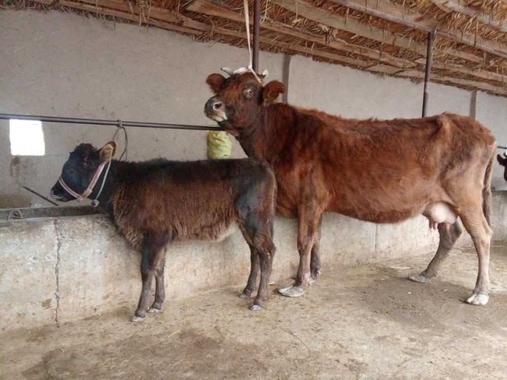 Она сигир боласи билан