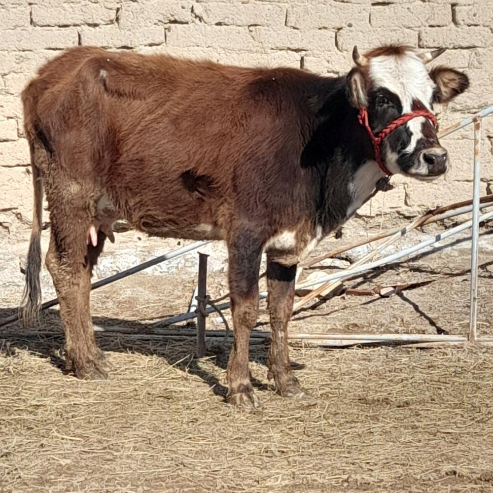 Яккан сигир сотилади