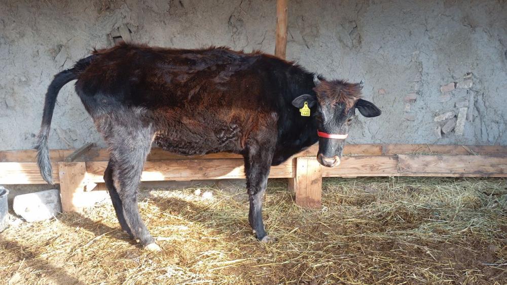 5 oylik bugoz sotiladi