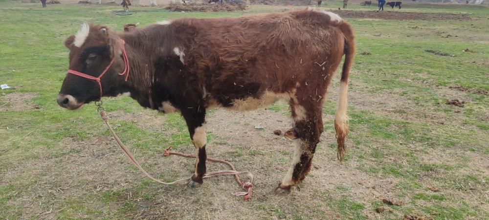 7 yarim oylik bugʻoz gʻunojin sotiladi