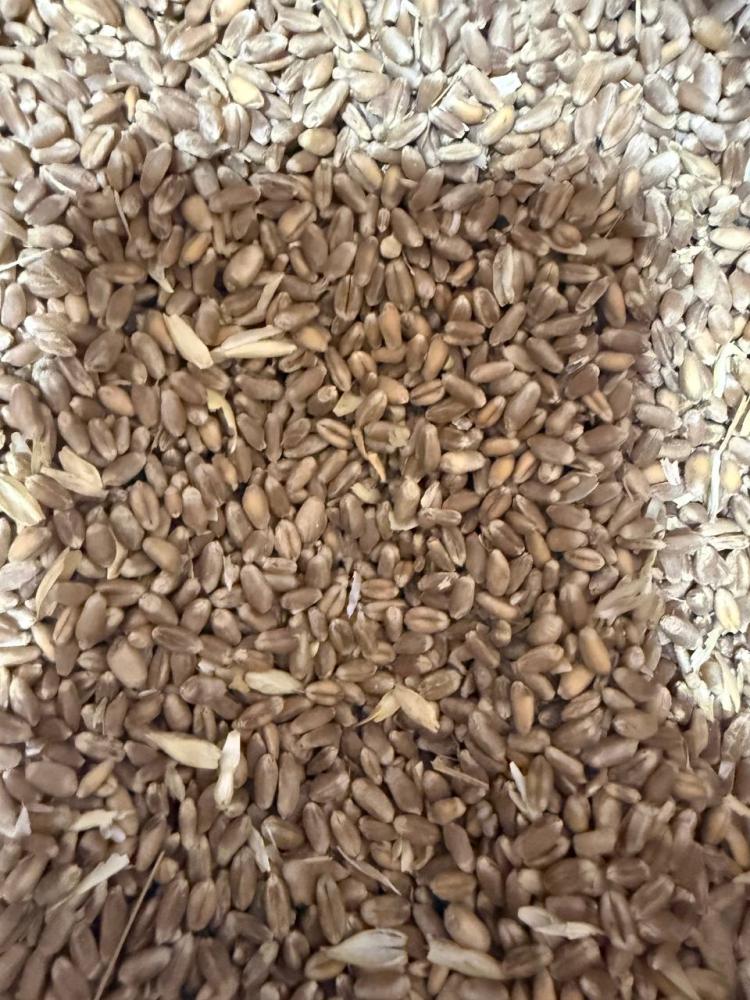 Toshkentda bugdoy 200 tona